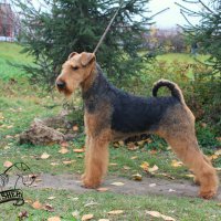 SHER TEZARIUS NATIO - SHER TEZARIUS NATIOInternational Champion, Junior Champion of Russia, Belorussia, the National Airedale Terrier Club of Russia; Champion of Russia, Belorussia, Lithuania, the National Airedale Terrier Club of Russia, 2*RKF,  4*CACIB, BIG, RBIG; HD-A, ED-0Рожд. 12.02.2015(о. Int. Ch. Flaire Matterhorn for Sher &amp;amp; м. Int. Ch. Sher Kori Rus Star)Владелец: Романова Анна (МО, г. Щелково)